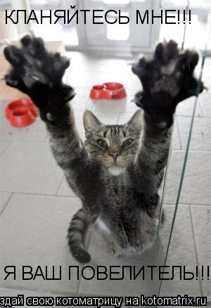 Котоматрица: КЛАНЯЙТЕСЬ МНЕ!!! Я ВАШ ПОВЕЛИТЕЛЬ!!!