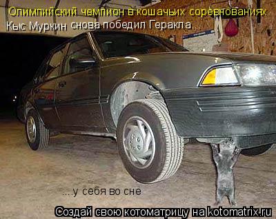 Котоматрица: Олимпийский чемпион в кошачьих соревнованиях Кыс Муркин снова победил Геракла... ....у себя во сне