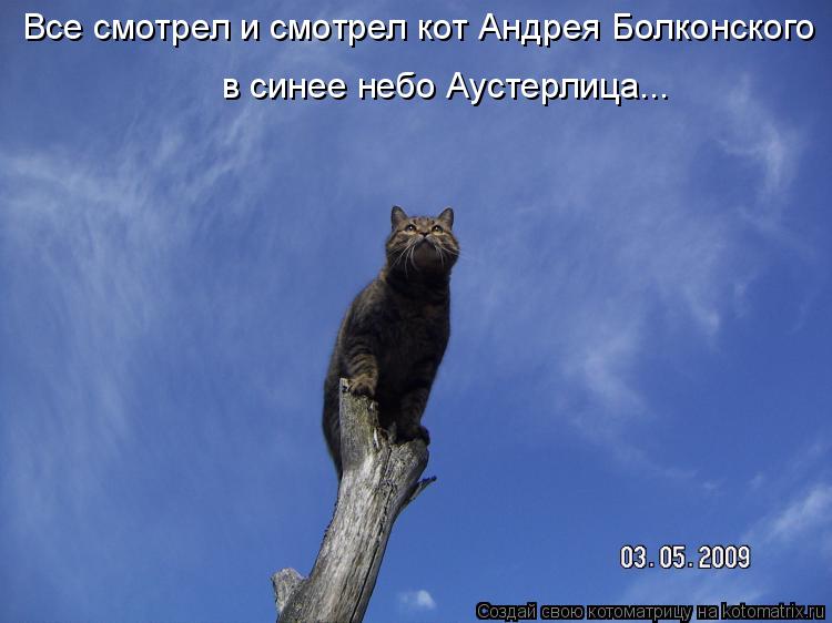 в синее небо Аустерлица... Все смотрел и смотрел кот Андрея Болконского... Котоматрица: в синее небо Аустерлица... Все смотрел и смотрел кот Андрея Болконского