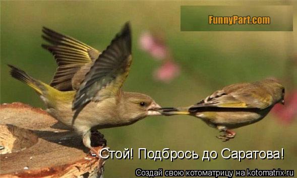 Котоматрица: - Стой! Подбрось до Саратова!