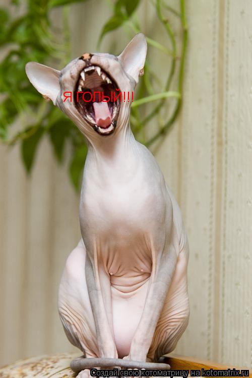 Котоматрица: Я ГОЛЫЙ!!!