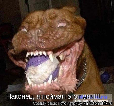 Котоматрица: Наконец, я поймал этот мяч!!!