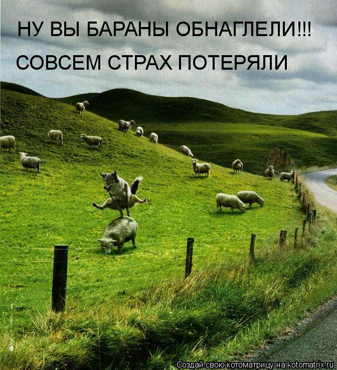 Котоматрица: НУ ВЫ БАРАНЫ ОБНАГЛЕЛИ!!! СОВСЕМ СТРАХ ПОТЕРЯЛИ