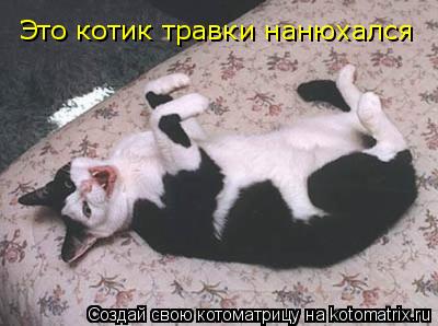 Котоматрица: Это котик травки нанюхался