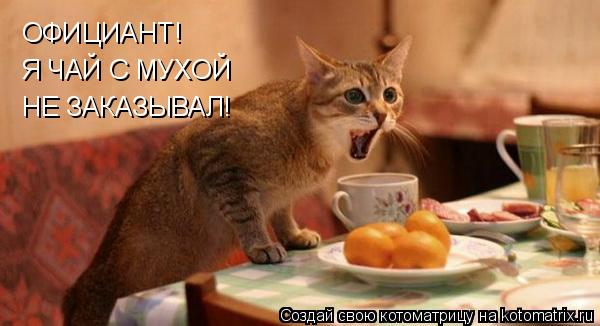 Котоматрица: ОФИЦИАНТ! Я ЧАЙ С МУХОЙ  НЕ ЗАКАЗЫВАЛ!