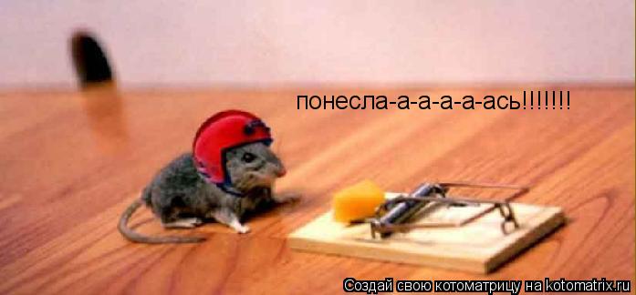 Котоматрица: понесла-а-а-а-а-ась!!!!!!!