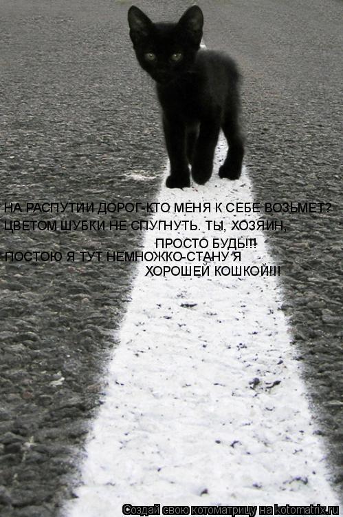 Котоматрица: НА РАСПУТИИ ДОРОГ-КТО МЕНЯ К СЕБЕ ВОЗЬМЕТ? ЦВЕТОМ ШУБКИ НЕ СПУГНУТЬ. ТЫ, ХОЗЯИН,  ПРОСТО БУДЬ!!! ПОСТОЮ Я ТУТ НЕМНОЖКО-СТАНУ Я  ХОРОШЕЙ КОШКОЙ!!!