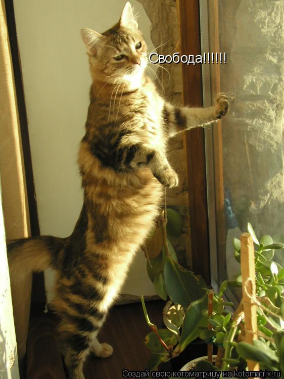 Котоматрица: Свобода!!!!!! Свобода!!!!!!
