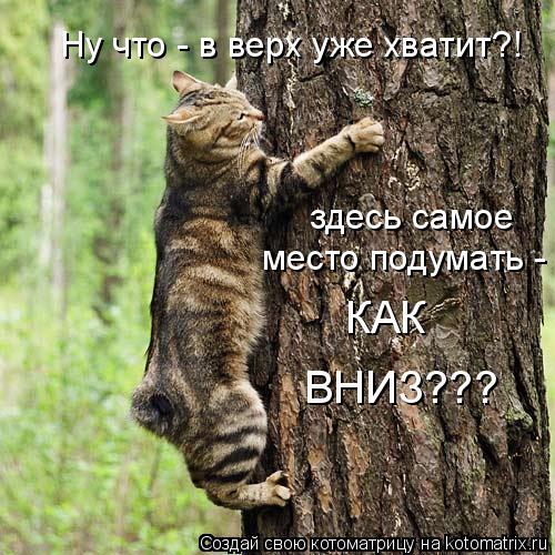 Котоматрица: Ну что - в верх уже хватит?! здесь самое место подумать - КАК  ВНИЗ???