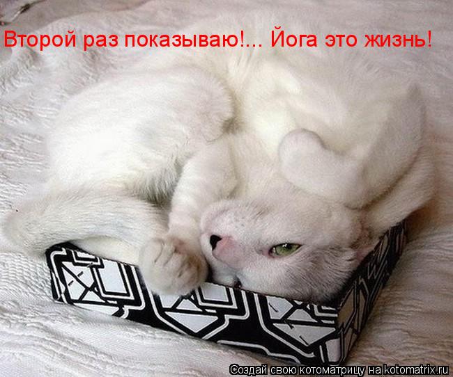 Второй раз показываю!... Йога это жизнь!... Котоматрица: Второй раз показываю!... Йога это жизнь!
