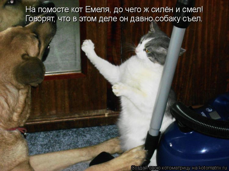 Котоматрица: На помосте кот Емеля, до чего ж силён и смел! Говорят, что в этом деле он давно собаку съел.