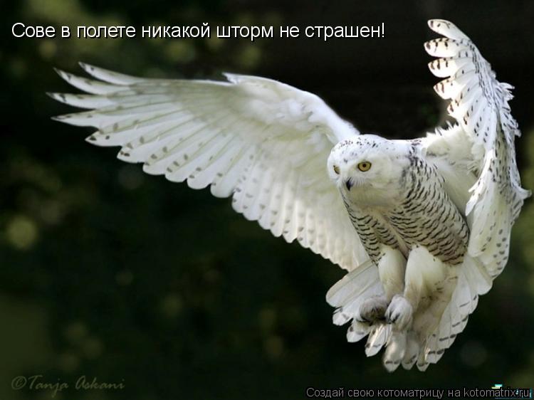 Котоматрица: Сове в полете никакой шторм не страшен!