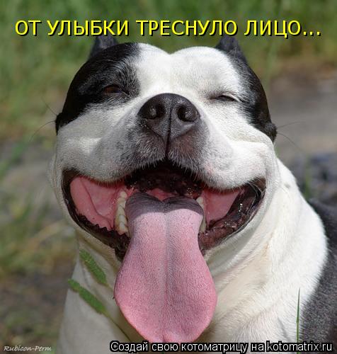 Котоматрица: ОТ УЛЫБКИ ТРЕСНУЛО ЛИЦО...