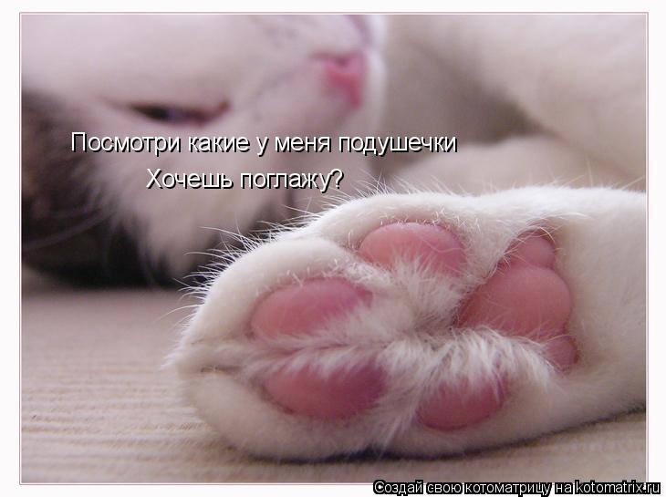 Котоматрица: Посмотри какие у меня подушечки Хочешь поглажу?