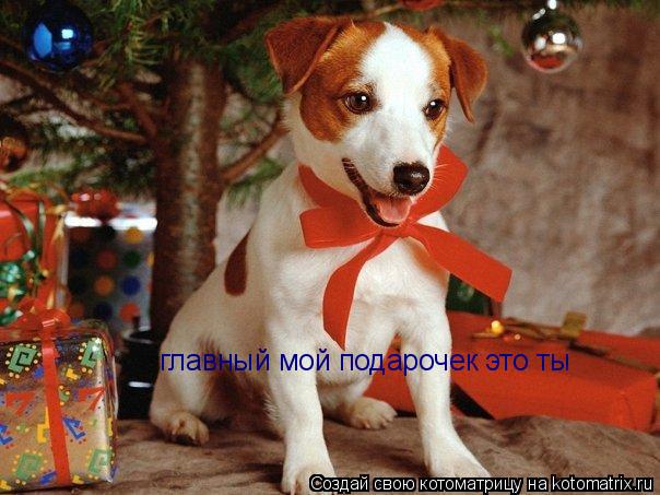 Котоматрица: главный мой подарочек это ты