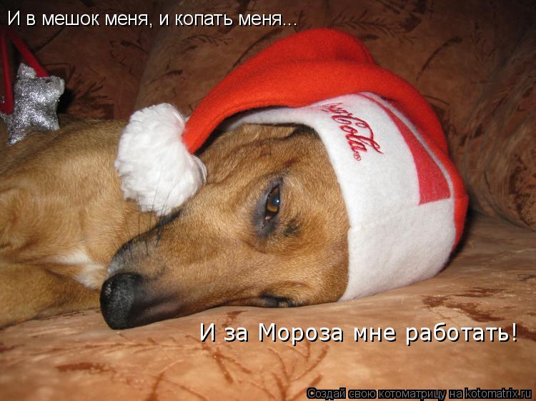 Котоматрица: И в мешок меня, и копать меня... И за Мороза мне работать!