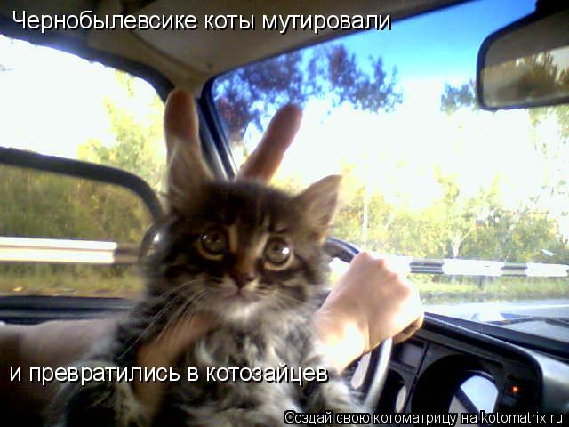 Чернобылевсике коты мутировали и превратились в котозайцев... Котоматрица: Чернобылевсике коты мутировали и превратились в котозайцев