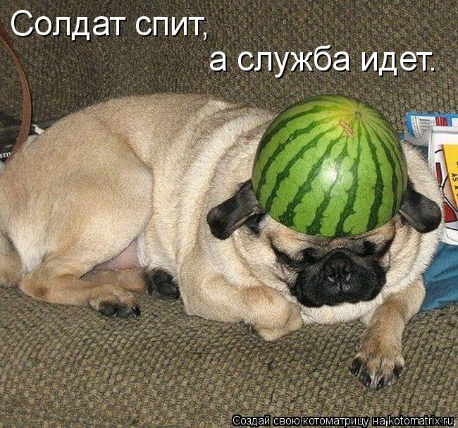 Котоматрица: а служба идет. Солдат спит,