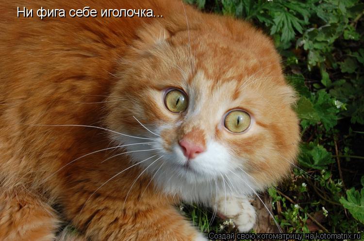 Ни фига себе иголочка...... Котоматрица: Ни фига себе иголочка...