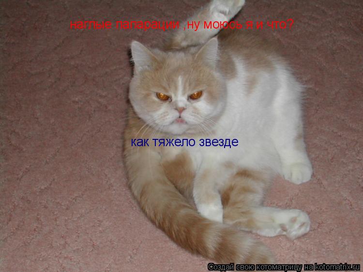 Котоматрица: наглые папарации ,ну моюсь я и что? как тяжело звезде
