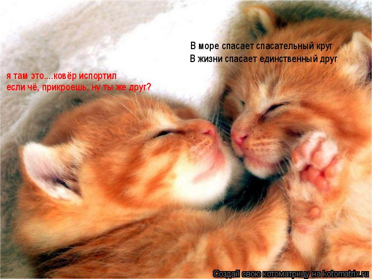 Котоматрица: В море спасает спасательный круг В жизни спасает единственный друг я там это....ковёр испортил если чё, прикроешь, ну ты же друг?