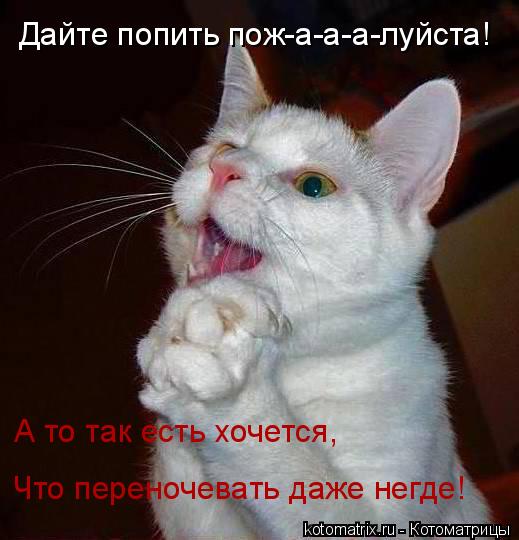 Котоматрица: Дайте попить пож-а-а-а-луйста! А то так есть хочется, Что переночевать даже негде!