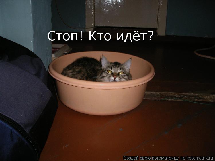 Котоматрица: Стоп! Кто идёт?