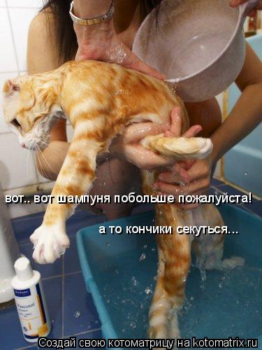 Котоматрица: вот.. вот шампуня побольше пожалуйста! а то кончики секуться...
