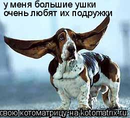 у меня большие ушки очень любят их подружки... Котоматрица: у меня большие ушки очень любят их подружки
