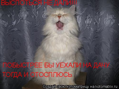 Котоматрица: ВЫСПОТЬСЯ НЕ ДАЛИ!!! ПОБЫСТРЕЕ БЫ УЕХАЛИ НА ДАЧУ ТОГДА И ОТОСПЛЮСЬ