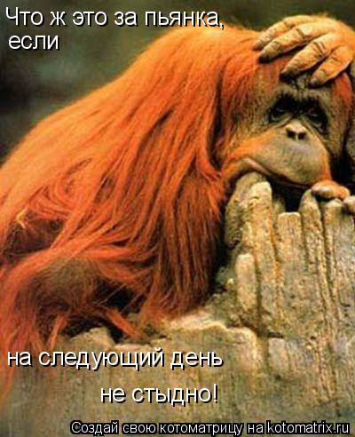 Котоматрица: Что ж это за пьянка,  если  на следующий день  не стыдно!