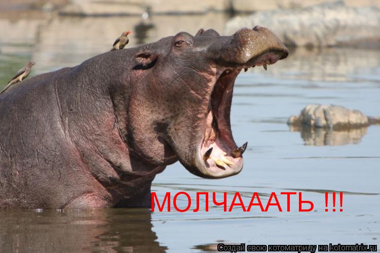 Котоматрица: МОЛЧАААТЬ !!!