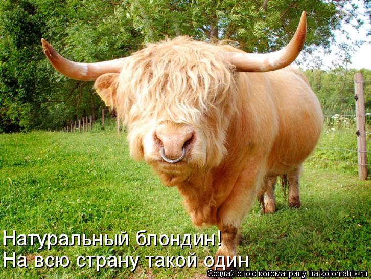 Натуральный блондин! На всю страну такой один... Котоматрица: Натуральный блондин! На всю страну такой один