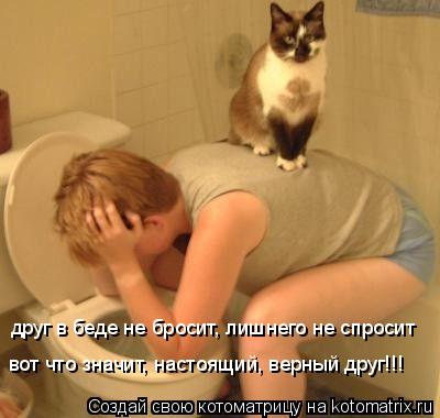 Котоматрица: друг в беде не бросит, лишнего не спросит вот что значит, настоящий, верный друг!!!