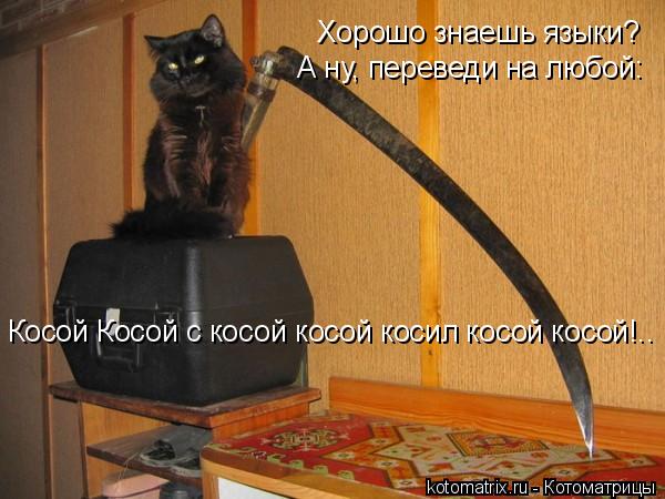 Котоматрица: Хорошо знаешь языки? А ну, переведи на любой: Косой Косой с косой косой косил косой косой!..