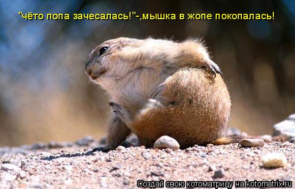 Котоматрица: "чёто попа зачесалась!"-,мышка в жопе покопалась!