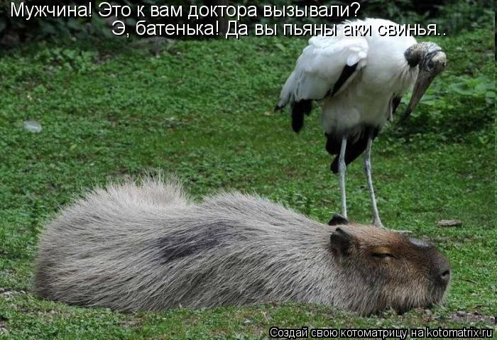 Котоматрица: Мужчина! Это к вам доктора вызывали? Э, батенька! Да вы пьяны аки свинья..