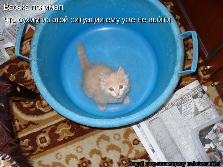 Васька понимал, что сухим из этой ситуации ему уже не выйти... Котоматрица: Васька понимал, что сухим из этой ситуации ему уже не выйти