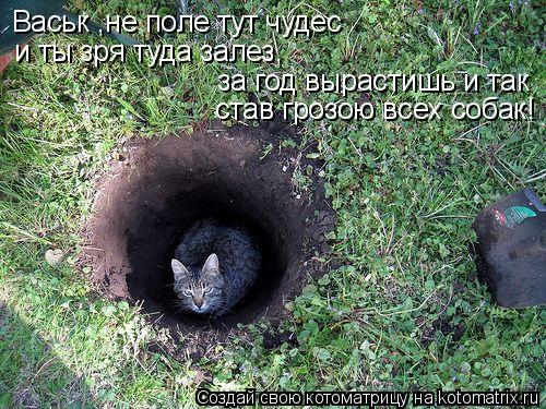 Васьк ,не поле тут чудес за год вырастишь и так и ты зря туда залез, став грозою всех собак!... Котоматрица: Васьк ,не поле тут чудес за год вырастишь и так и ты зря туда залез, став грозою всех собак!