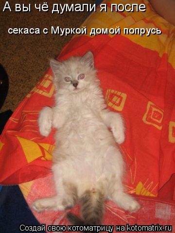 Котоматрица: А вы чё думали я после  секаса с Муркой домой попрусь