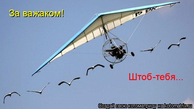 Котоматрица: За важаком! Штоб-тебя...