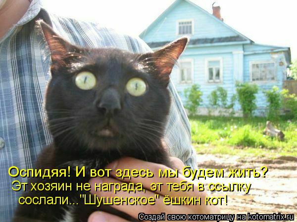 Котоматрица: Оспидяя! И вот здесь мы будем жить? Эт хозяин не награда, эт тебя в ссылку сослали..."Шушенское" ёшкин кот!