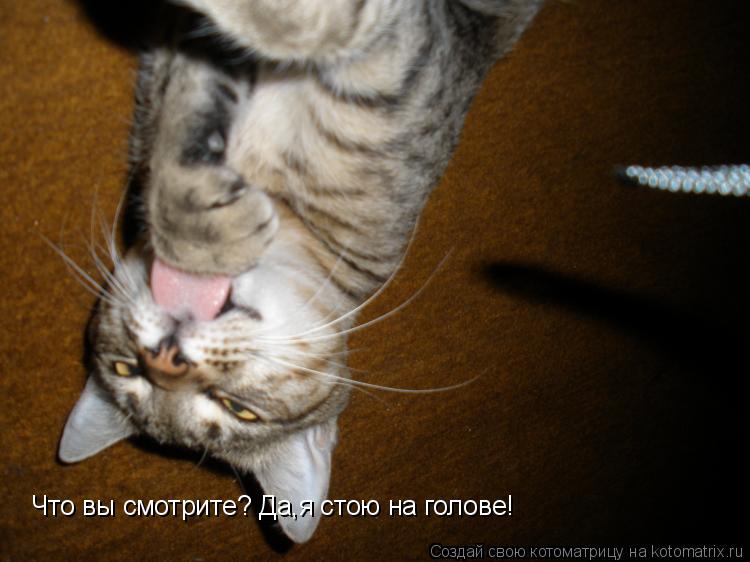 Котоматрица: Что вы смотрите? Да,я стою на голове!