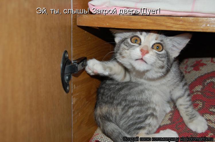 Эй, ты, слышь! Закрой дверь!Дует!... Котоматрица: Эй, ты, слышь! Закрой дверь!Дует!