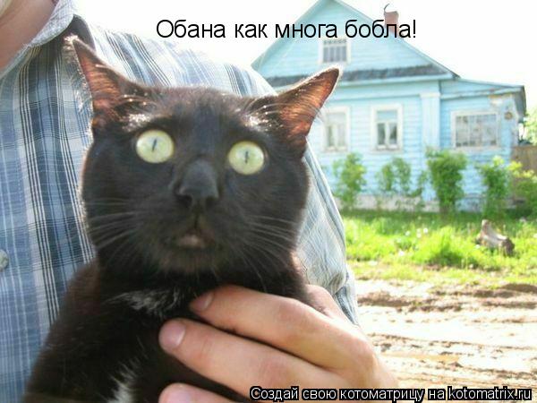 Котоматрица: Обана как многа бобла!
