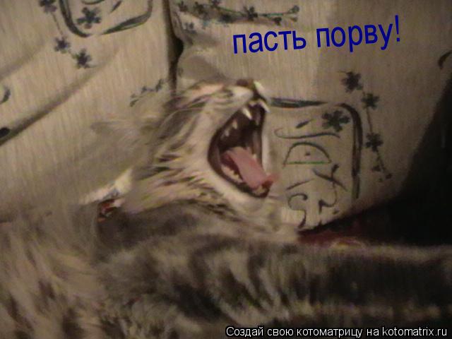 Котоматрица: пасть порву!