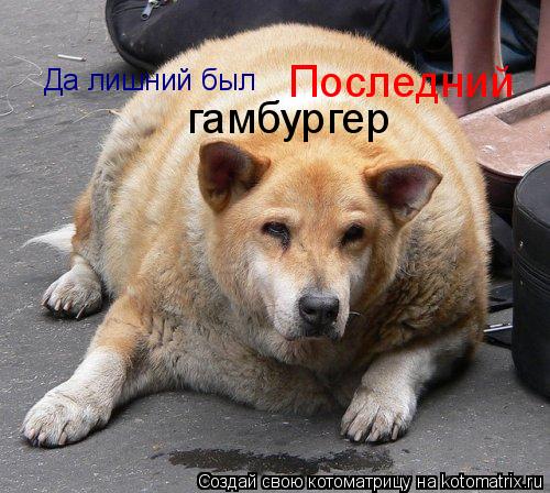 Котоматрица: Да лишний был Последний гамбургер