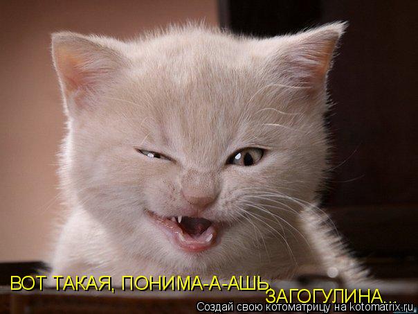 ВОТ ТАКАЯ, ПОНИМА-А-АШЬ, ЗАГОГУЛИНА...... Котоматрица: ВОТ ТАКАЯ, ПОНИМА-А-АШЬ, ЗАГОГУЛИНА...