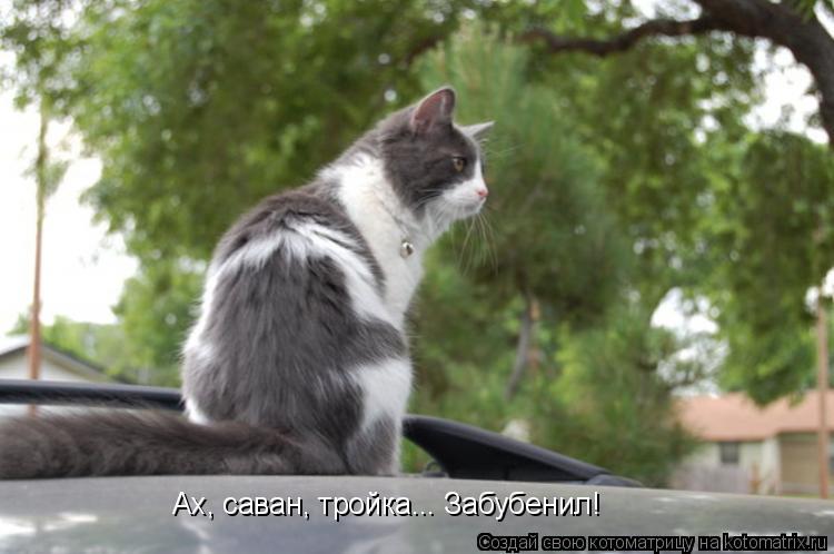 Котоматрица: Ах, саван, тройка... Забубенил!