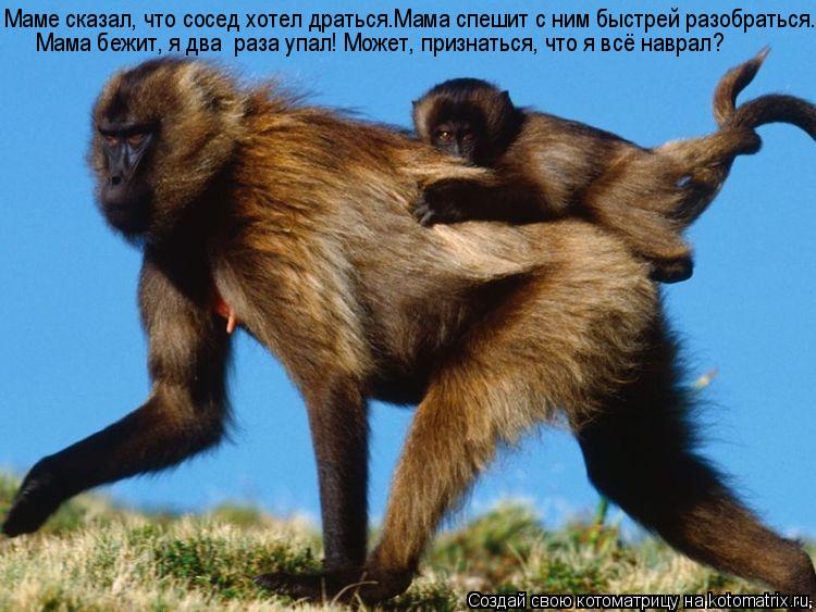 Маме сказал, что сосед хотел драться.Мама спешит с ним быстрей разобраться. Мама бежит, я два раза у... Котоматрица: Маме сказал, что сосед хотел драться.Мама спешит с ним быстрей разобраться. Мама бежит, я два раза упал! Может, признаться, что я всё наврал?